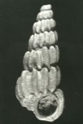Punctiscala&nbsp;cerigottana